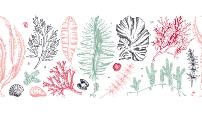 Edible seaweed seamless pattern in color. Hand-drawn sea vegetables - kelp, kombu, wakame, hijiki drawings. Underwater algae ribbon in sketch style. Asian cuisine menu or healthy food design